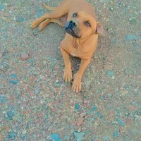 پیتبول ماده|سگ|صوفیان, |دیوار