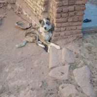 توله سگ|سگ|تربت‌حیدریه, بالا ولایت|دیوار