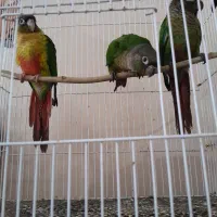 جوجه گرین چیک و عروس هلندی نر