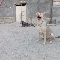 واگذاری سگ پژدر|سگ|مشهد, وکیلآباد|دیوار