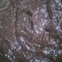 رب الوچه تازه وترش