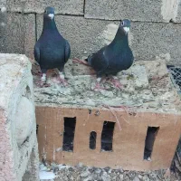 کبوتر زاغ سیاه