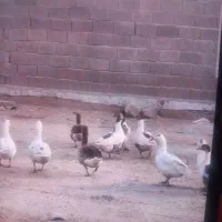 فروش قاز و موتور|حیوانات مزرعه|بندر ماهشهر, |دیوار