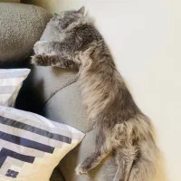 گربه نر اماده جفگیری|گربه|پردیس, فاز ۱۱|دیوار