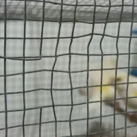 قناری ماده|پرنده|مبارکه, |دیوار