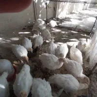 جوجه بوقلمون آماده برای پروارکردن