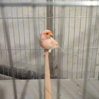 قناری موزائیکی نر مست|پرنده|تکاب, |دیوار