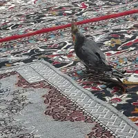 8000000|پرنده|رضویه, |دیوار