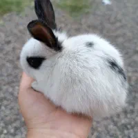 خرگوش همه چیز میخورد