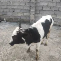 گاو سالم|حیوانات مزرعه|دهگلان, |دیوار
