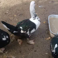 فروش اردک اسراییلی|حیوانات مزرعه|املش, |دیوار