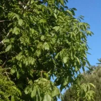 زمین-فروشی-ارزان