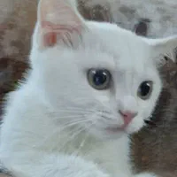 گربه ماده یک دست سفید|گربه|لاهیجان, رجایی|دیوار
