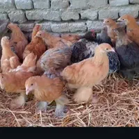 جوجه مرغ برهما|حیوانات مزرعه|تهران, شهرآرا|دیوار