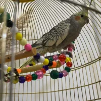 عروس هلندی ماده