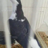 جفت کبوتر / کفتر