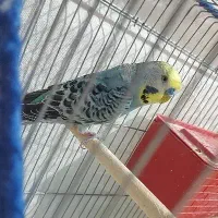 جوجه سرلاکی مرغ عشق