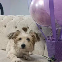 سگ شیتزو ۶ ماهه