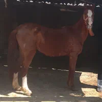 اسب مادیان درجه یک 6ساله