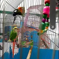 فروش دو عدد کوتوله