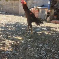 مرغ وخروس لاری
