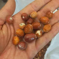 سنجد|خوردنی و آشامیدنی|یزد, |دیوار