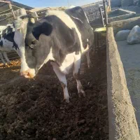 گاو و گوساله نخری|حیوانات مزرعه|اصفهان, ورزشگاه نقش جهان|دیوار