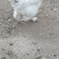 مرغ برهما معاوضه با بوقلمون وکبوتر|حیوانات مزرعه|بوکان, |دیوار