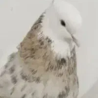 یک جوجه و جوونه|حیوانات|بیرجند, |دیوار