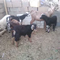 گوسفند یکساله