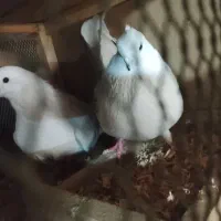 یه جفت پشتار نوک ریز