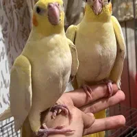 عروس هلندی زعفرانی