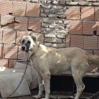 واگذاری سگ ماده ترکمن دم فحل|سگ|بندر ترکمن, |دیوار