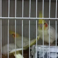 عروس هلندی