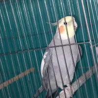 عروس هلندی سخنگو