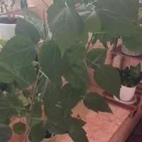 گلهای طبیعی اپارتمانی|گل و گیاه طبیعی|خلخال, |دیوار