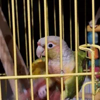 گیرنچیک سخنگو