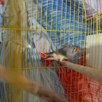 فنچ خونگی|پرنده|بیرجند, |دیوار