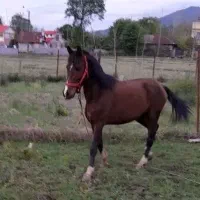 اسب نریان