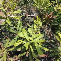 درختچه ماکادمیا|گل و گیاه طبیعی|لاهیجان, آهندان|دیوار