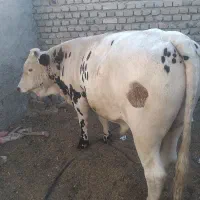 گوساله نر