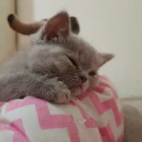 واگذاری بچه گربه