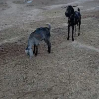 بز و بزغاله فروشی