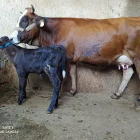 گاو شکم اول فقط معاوضه میکنم با گاو