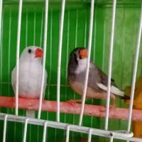 3عدد فنچ بالغ با قفس ولوازم