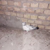 کفتر کبوتر|پرنده|یزد, |دیوار