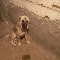 سگ نگهبان|سگ|اسکو, |دیوار