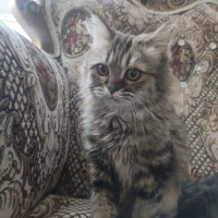 گربه پرشین|گربه|مراغه, |دیوار