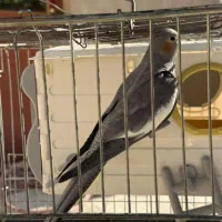 فروش عروس هلندی نر و ماده ب همراه قفس|پرنده|الوند, |دیوار