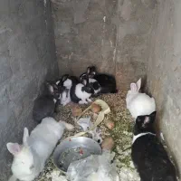 حراج خرگوش خانگی|موش و خرگوش|مهاباد (آذربایجان غربی), |دیوار